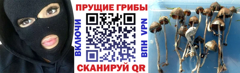 Галлюциногенные грибы Psilocybine cubensis  Карабулак 